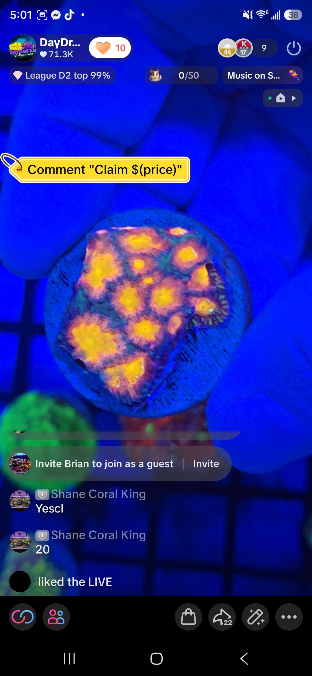 Shane Coral King