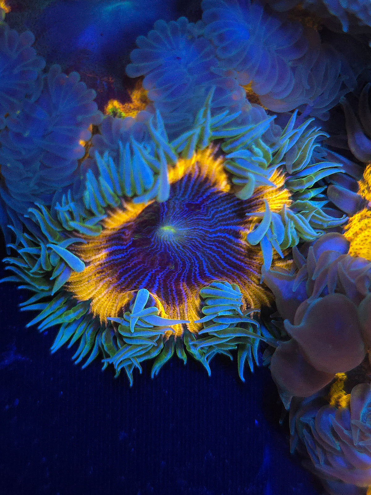 Ultra Rock Flower Anemone RFA