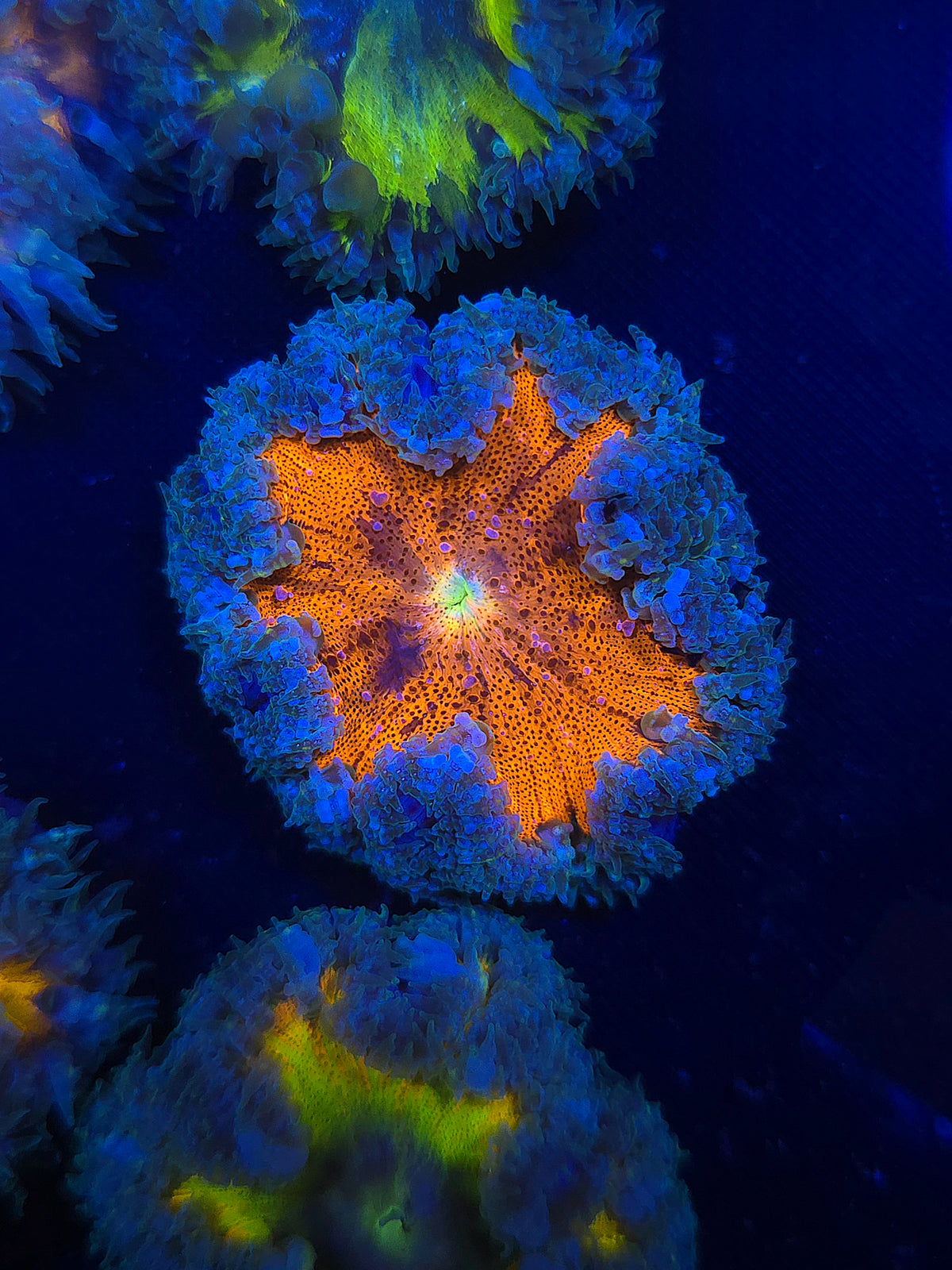Ultra Rock Flower Anemone RFA