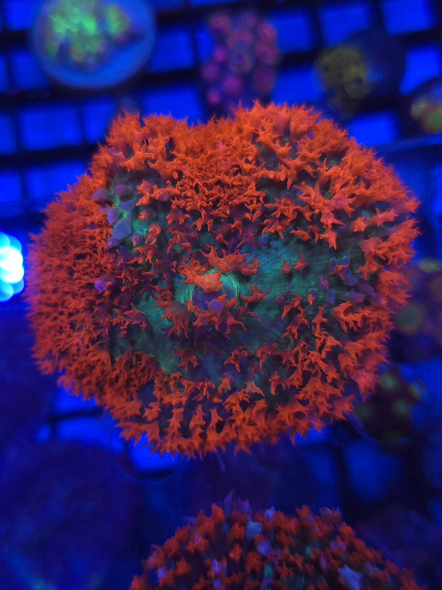 Lg. Red St Thomas Mushroom