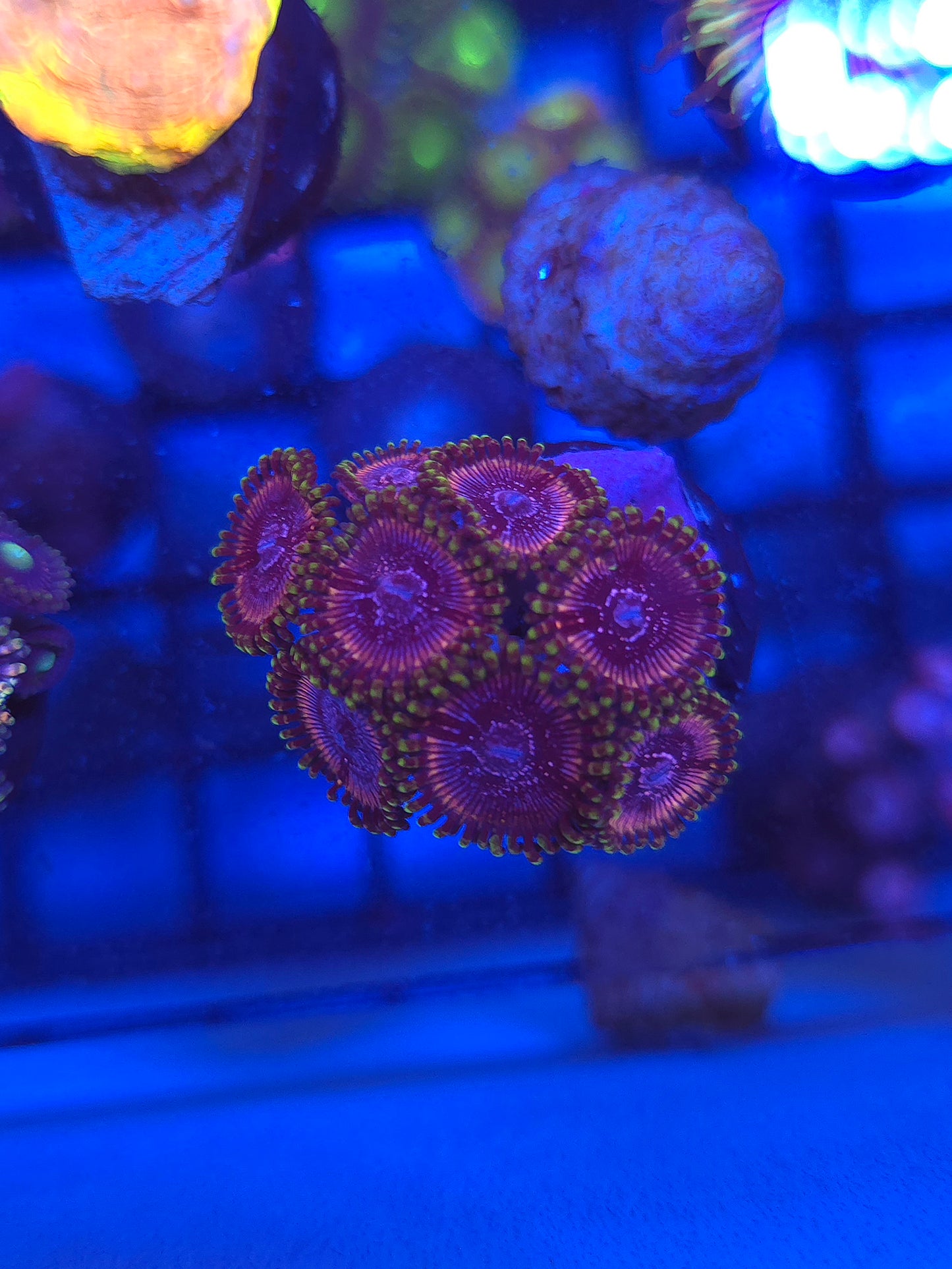 DDA Space Daisy Zoas