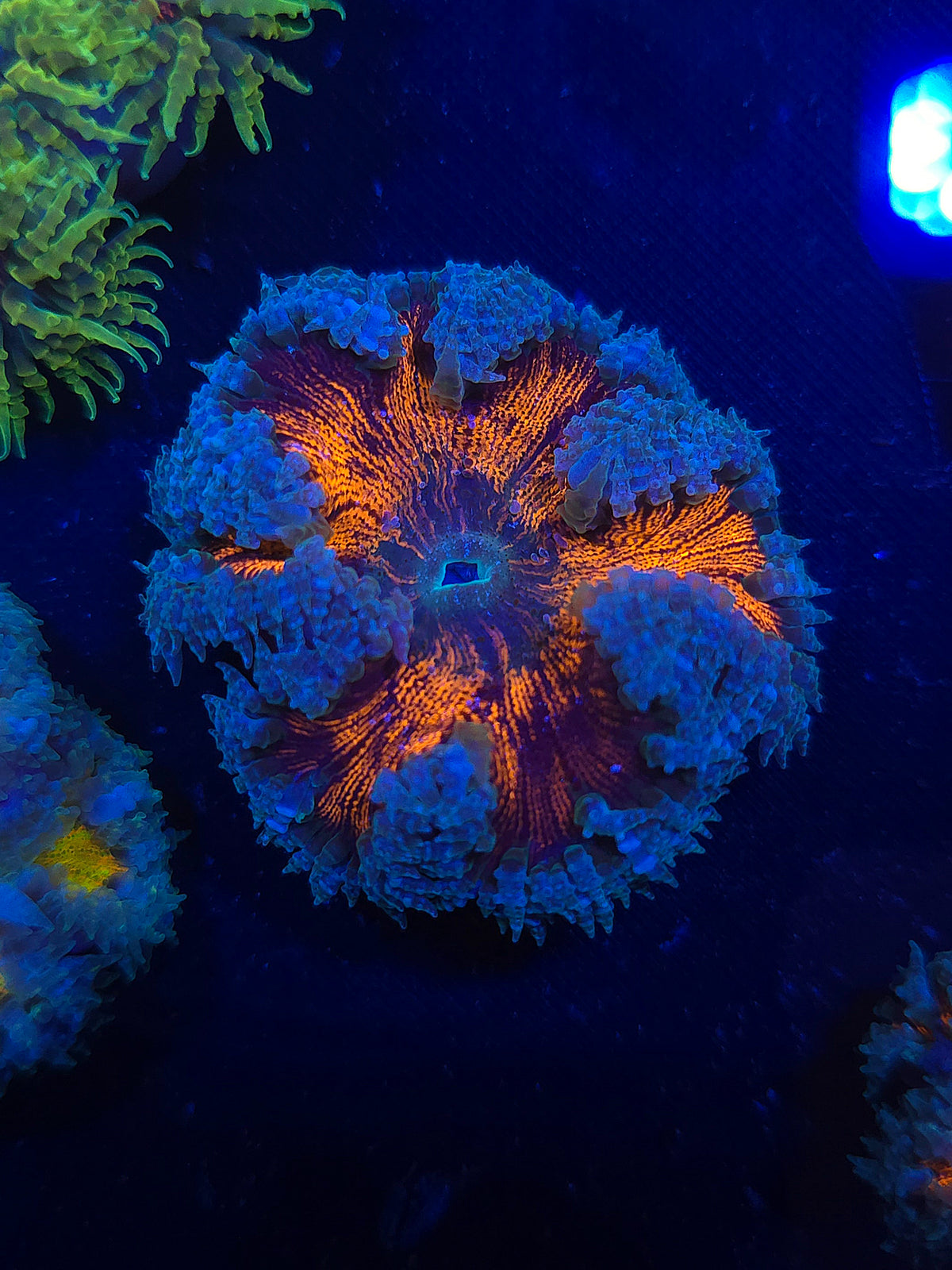 Ultra Rock Flower Anemone RFA