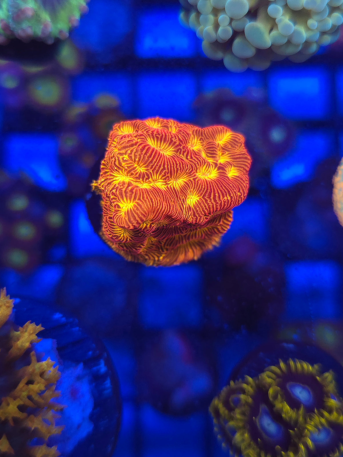 Blood Orange Leptoseris
