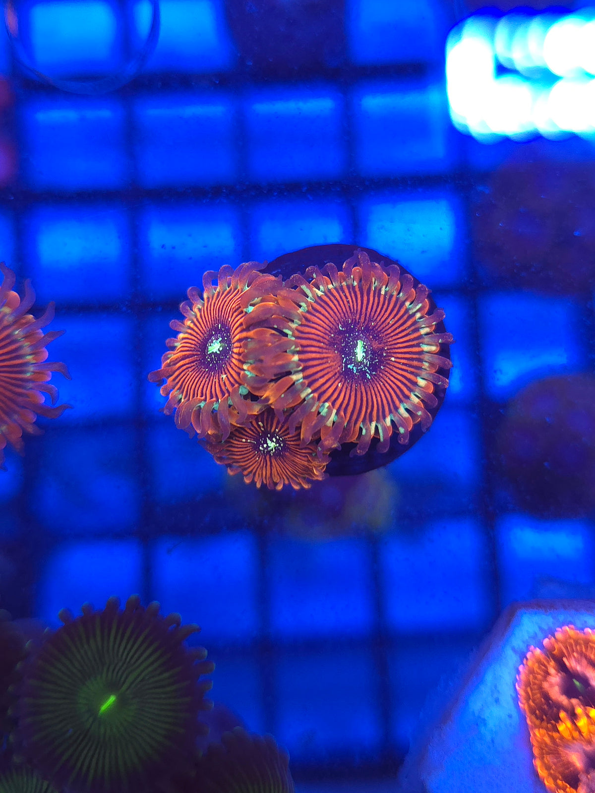 DDA Tropicali Zoas