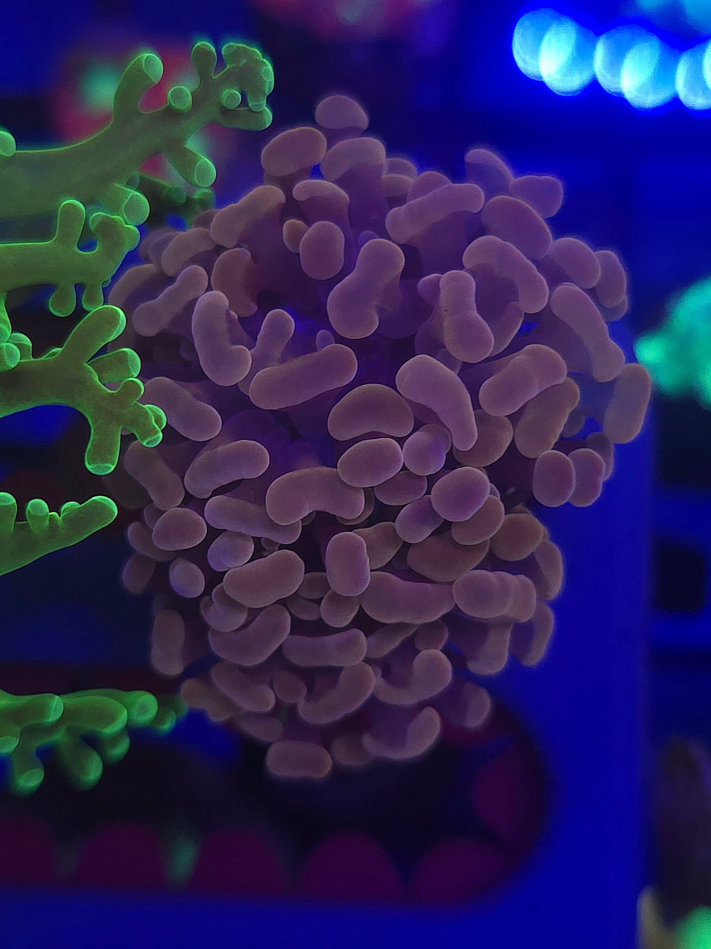 Pink Hammer