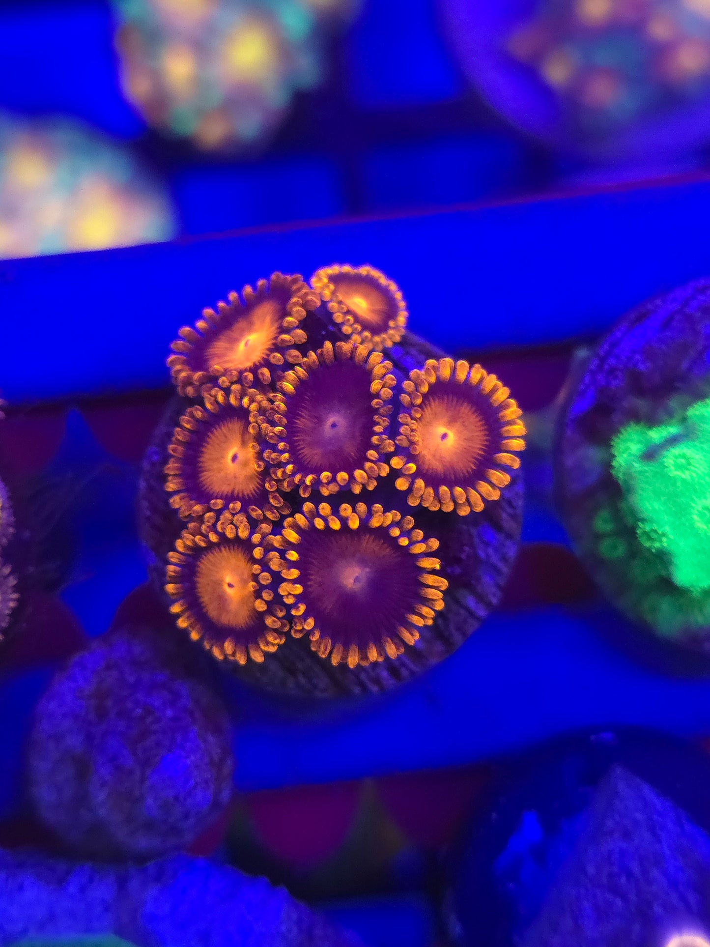Bam Bam Zoas