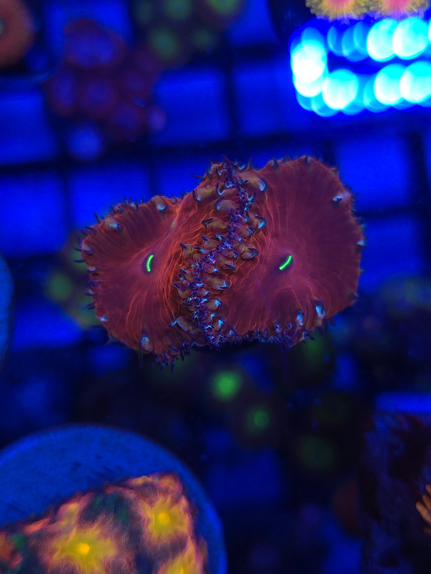 Blood Red Blastos
