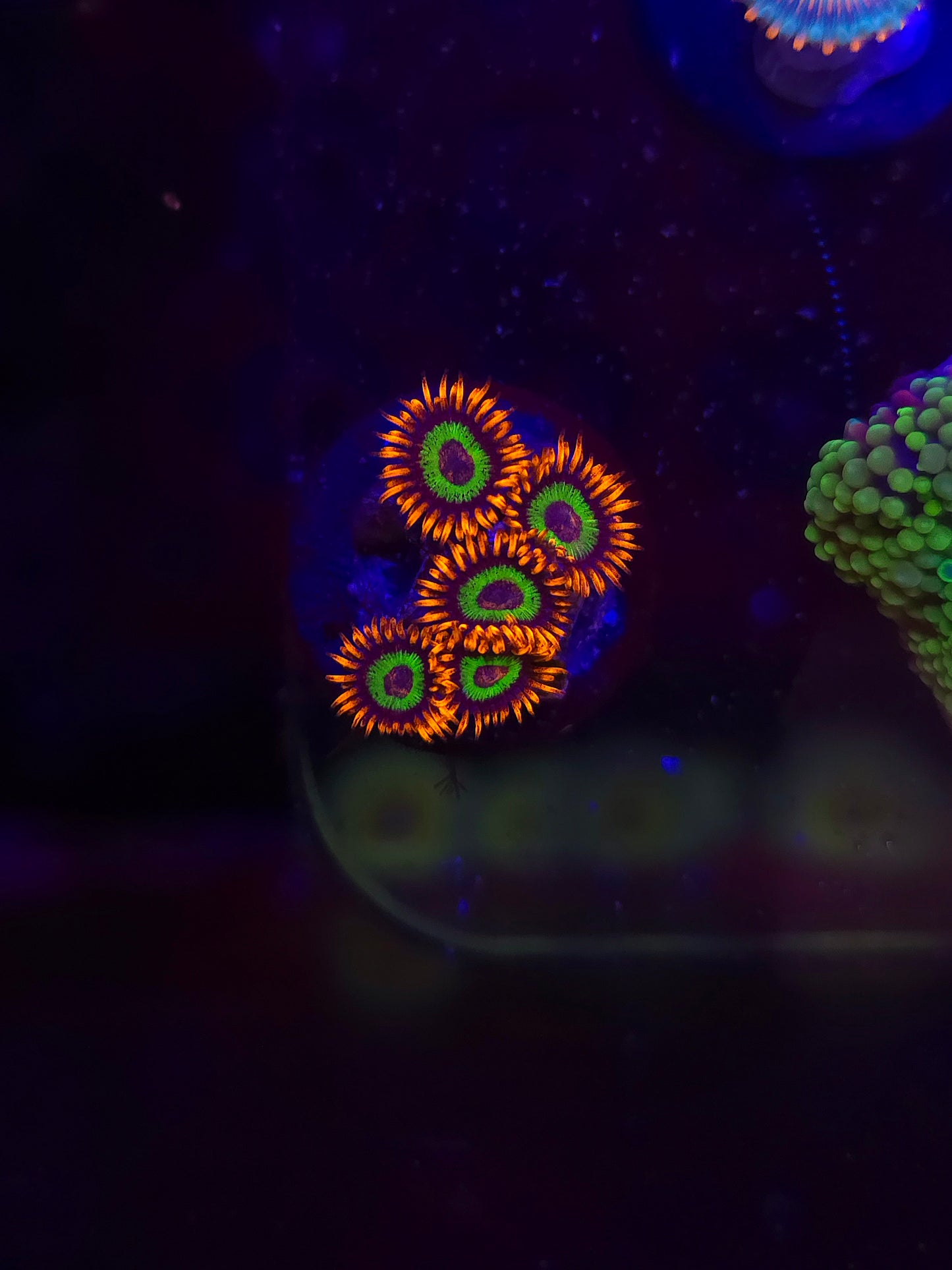 Emeralds on Fire Zoas
