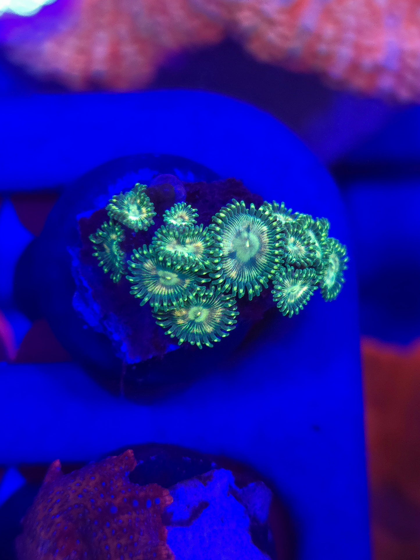DDA Tye Dye Zoas