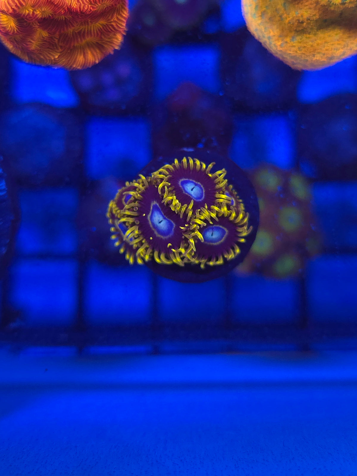 Blue Hornet Zoas