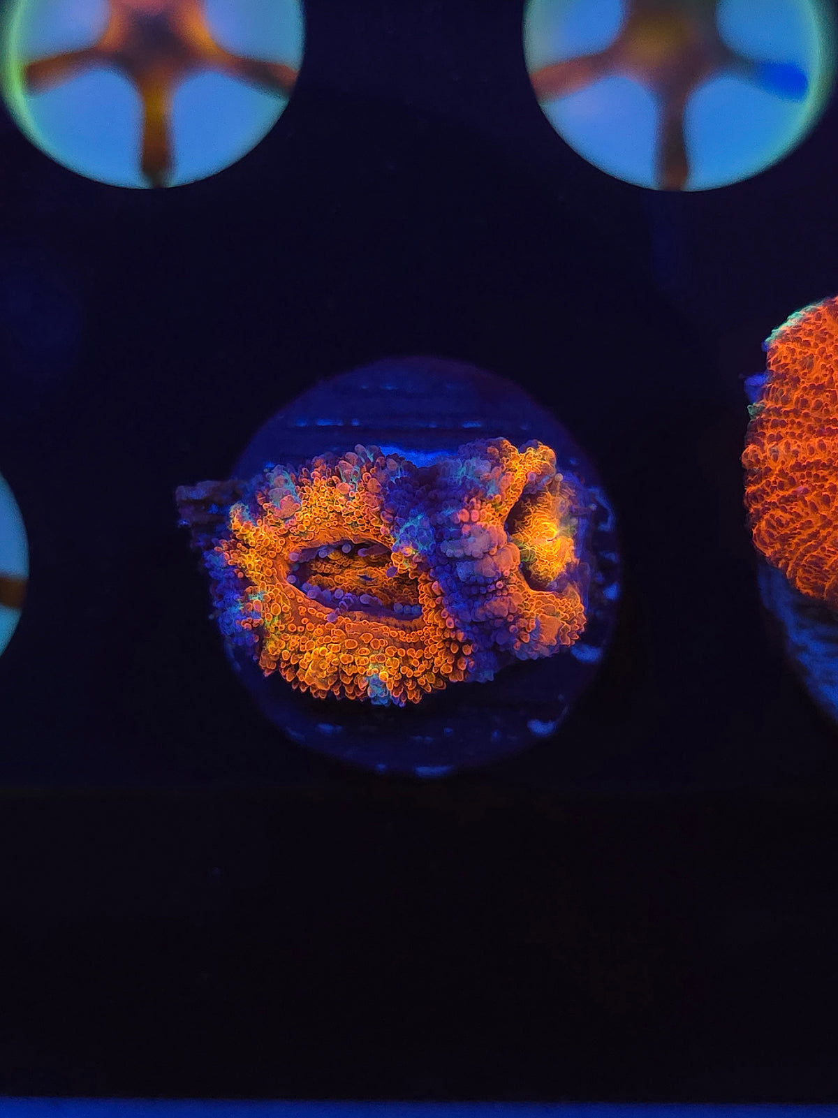Hells Bells Rainbow Acan