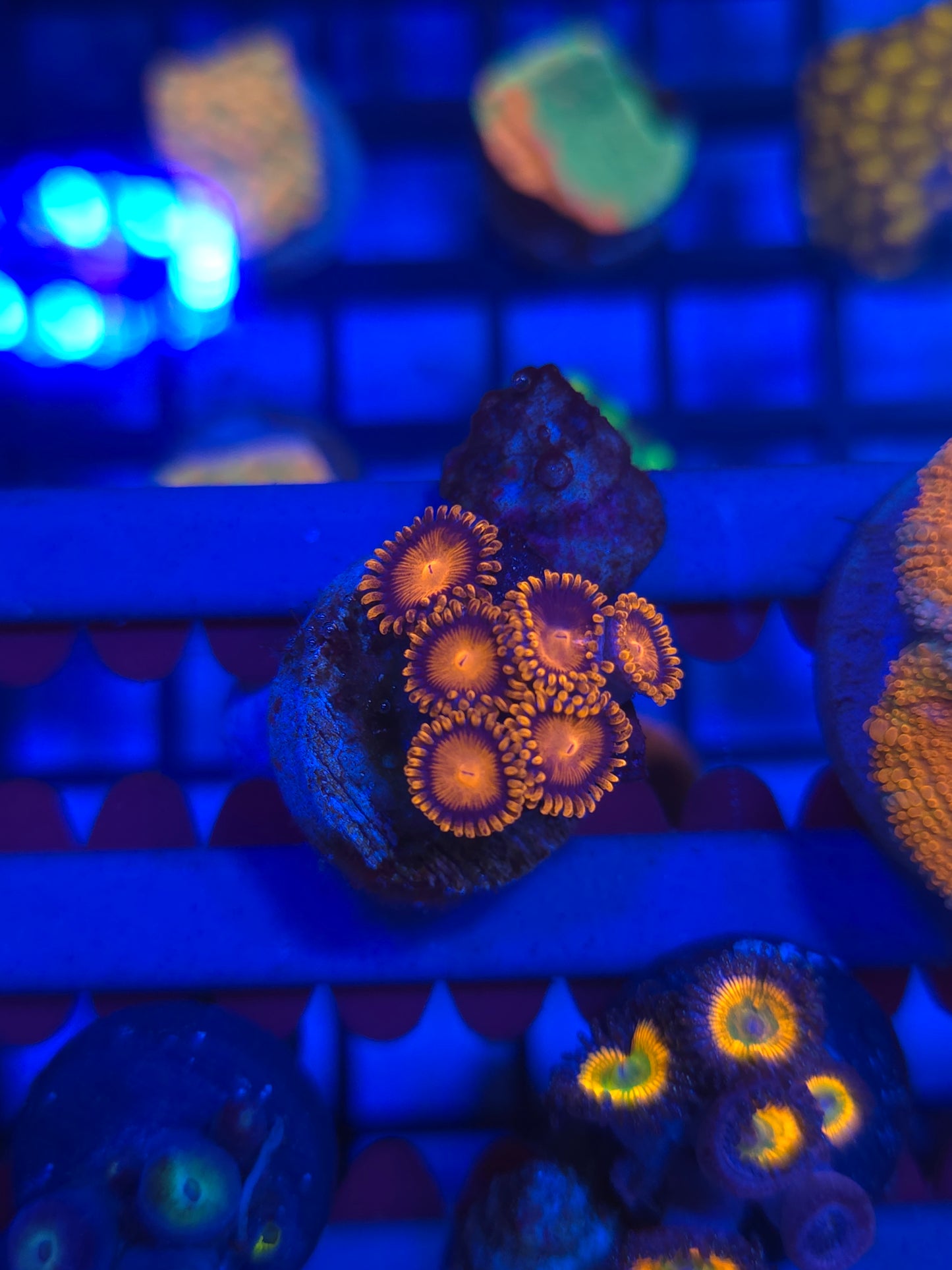 Bam Bam Zoas