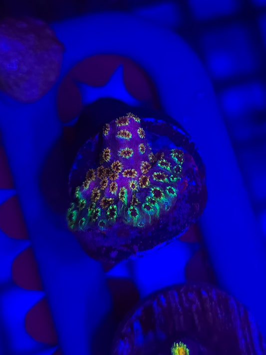Skittles Bomb Cyphastrea