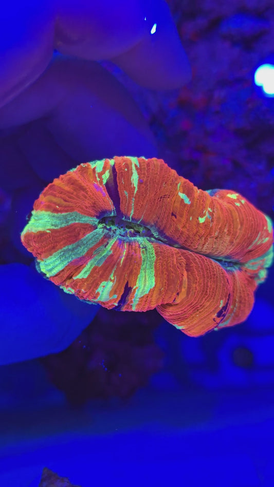 Rainbow Trachy