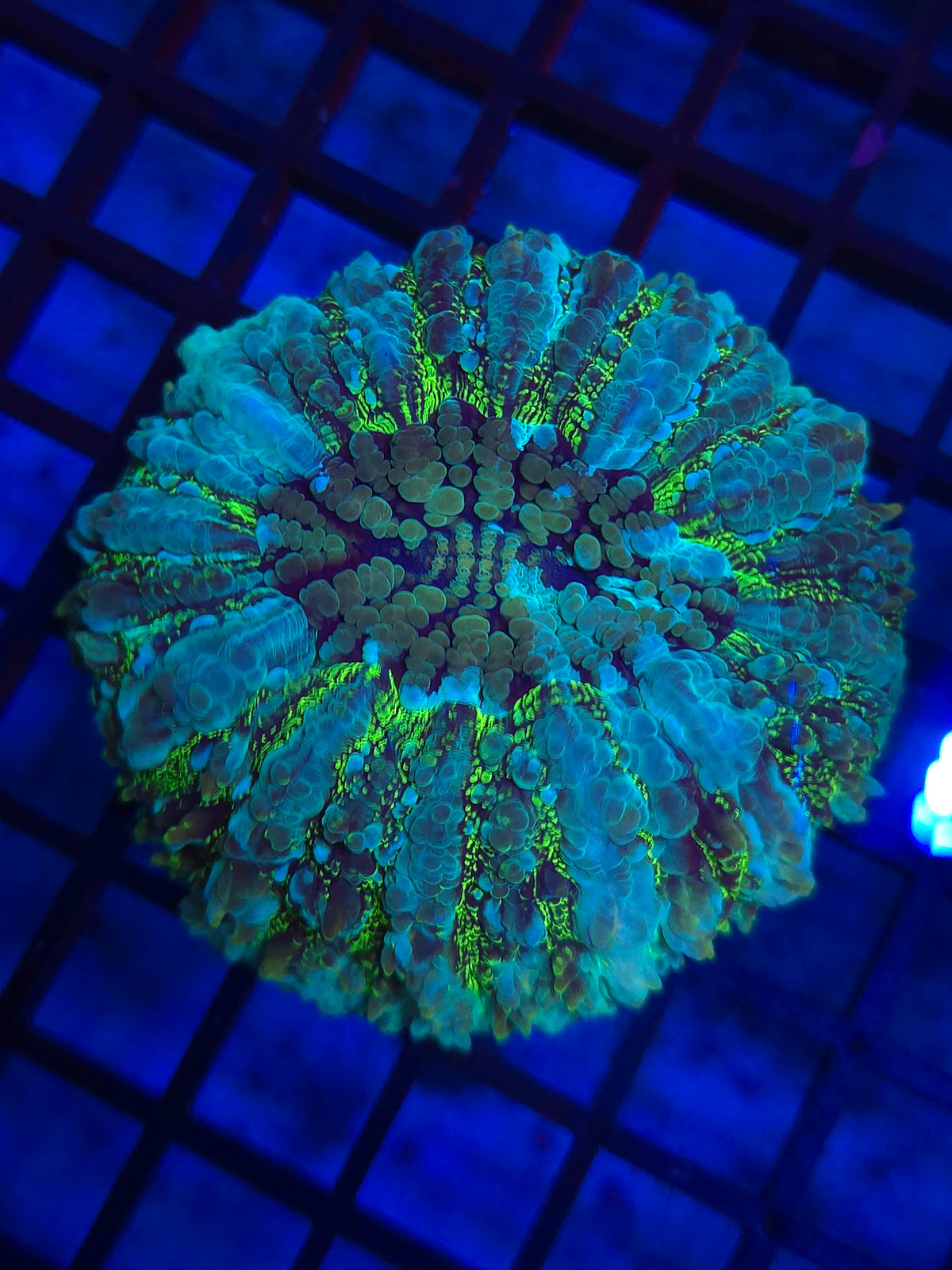 Bubbly Glitter Acantho (~3in)