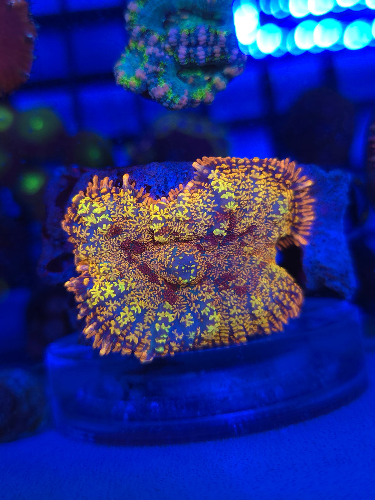 DDA Half Baked Rhodactus