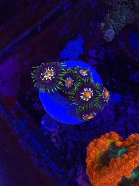 JF Daisy Cutter Zoas