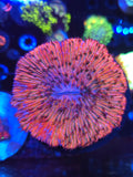 White Lightning Plate Coral