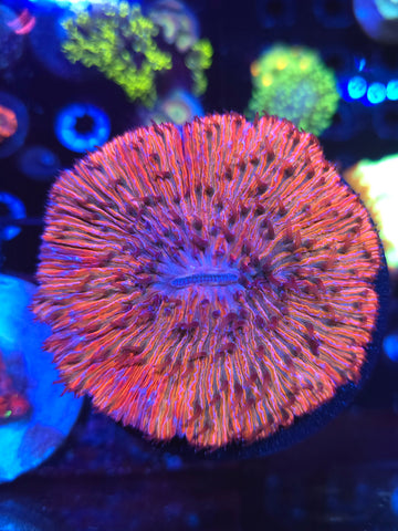 White Lightning Plate Coral