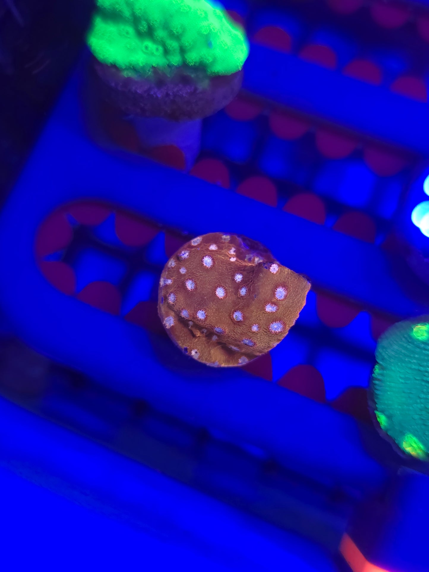 Strawberry Cyphastrea