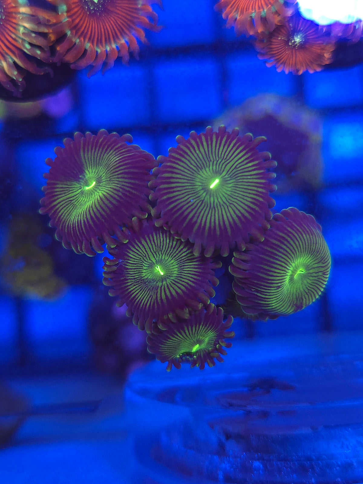 Matrix Zoas