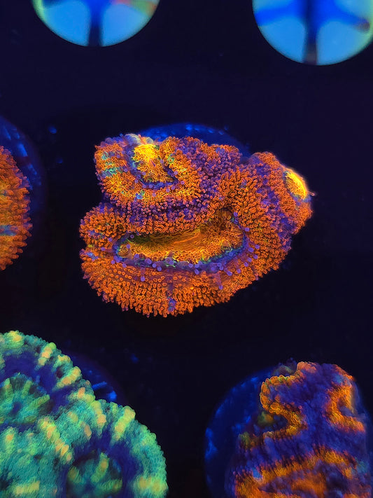 Tiger Stripe Rainbow Acans