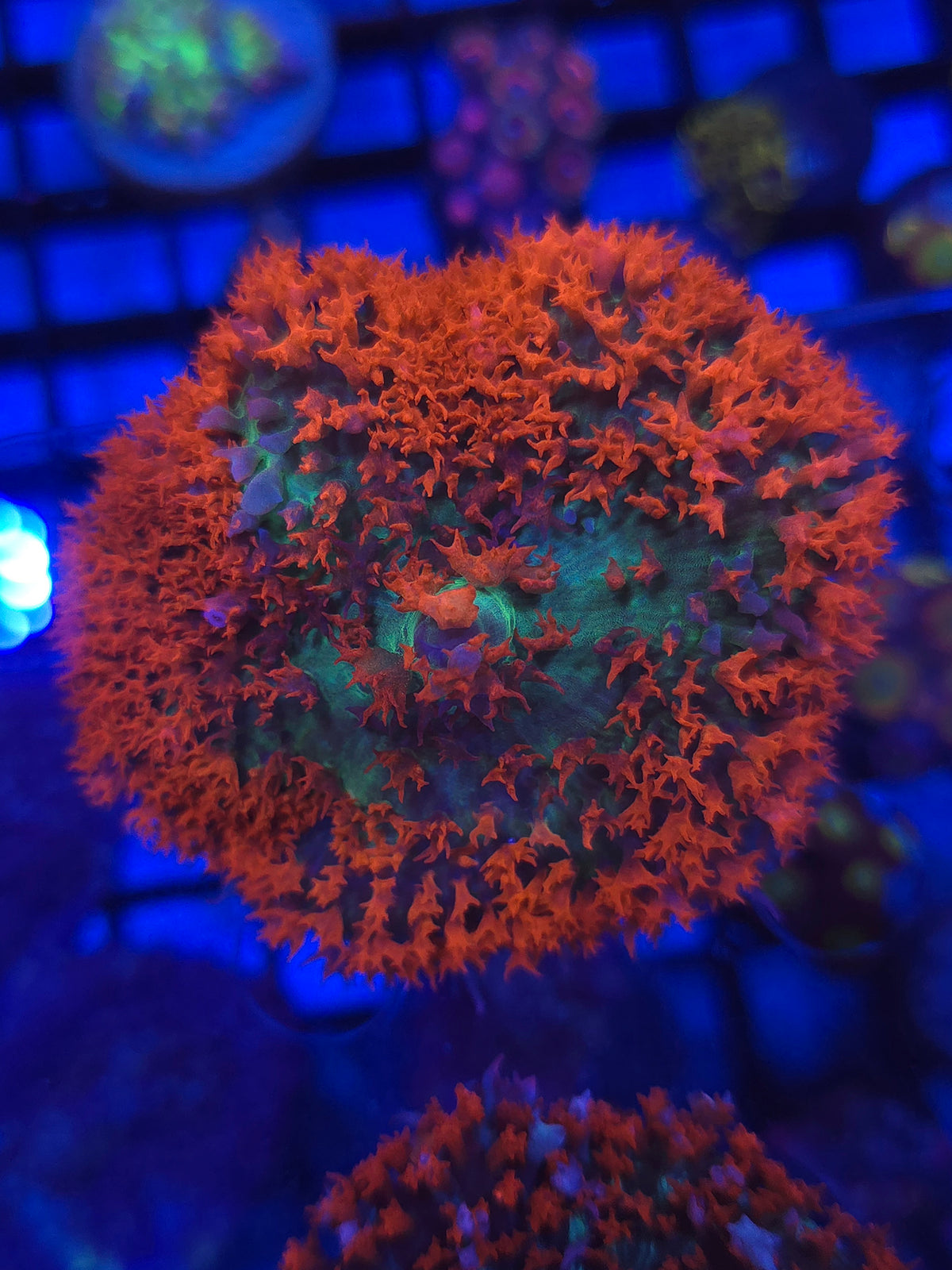 Lg. Red St Thomas Mushroom