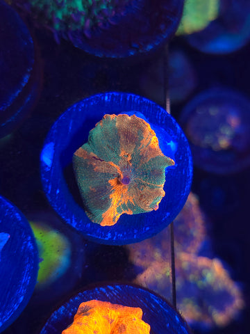 Purple Monster Candy Crush Mushroom