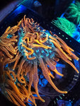 WYSIWYG CSB Colorado Sunburst Anemone
