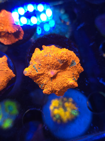 Candy Crush Jawbreaker Mushroom