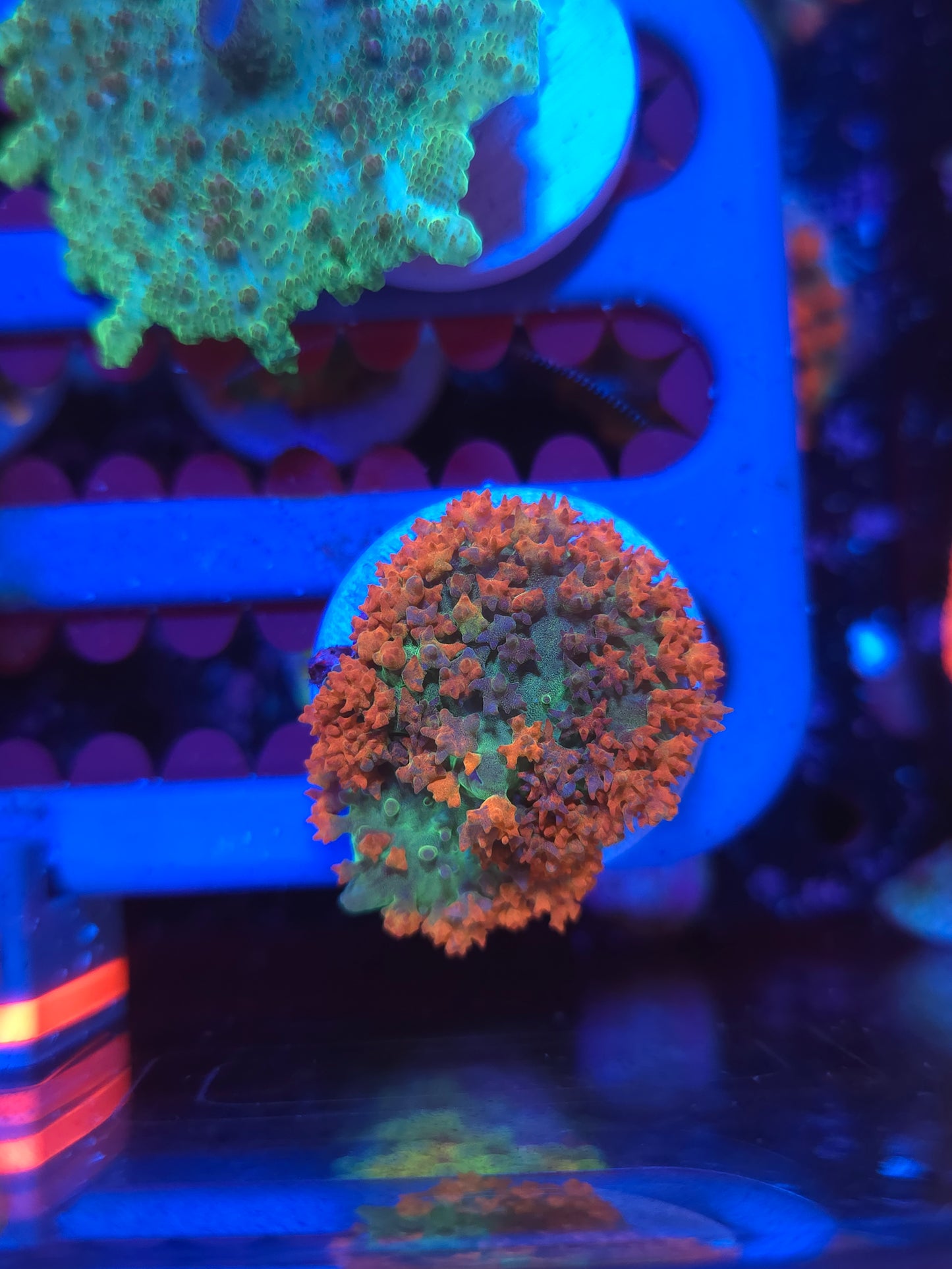 St Thomas Mushroom