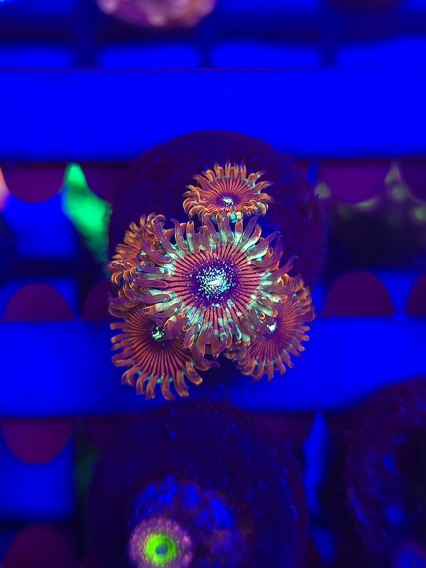 DDA Tropicali Zoas