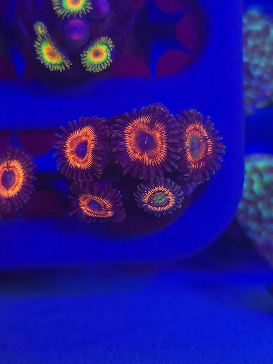 Gobstopper Zoas
