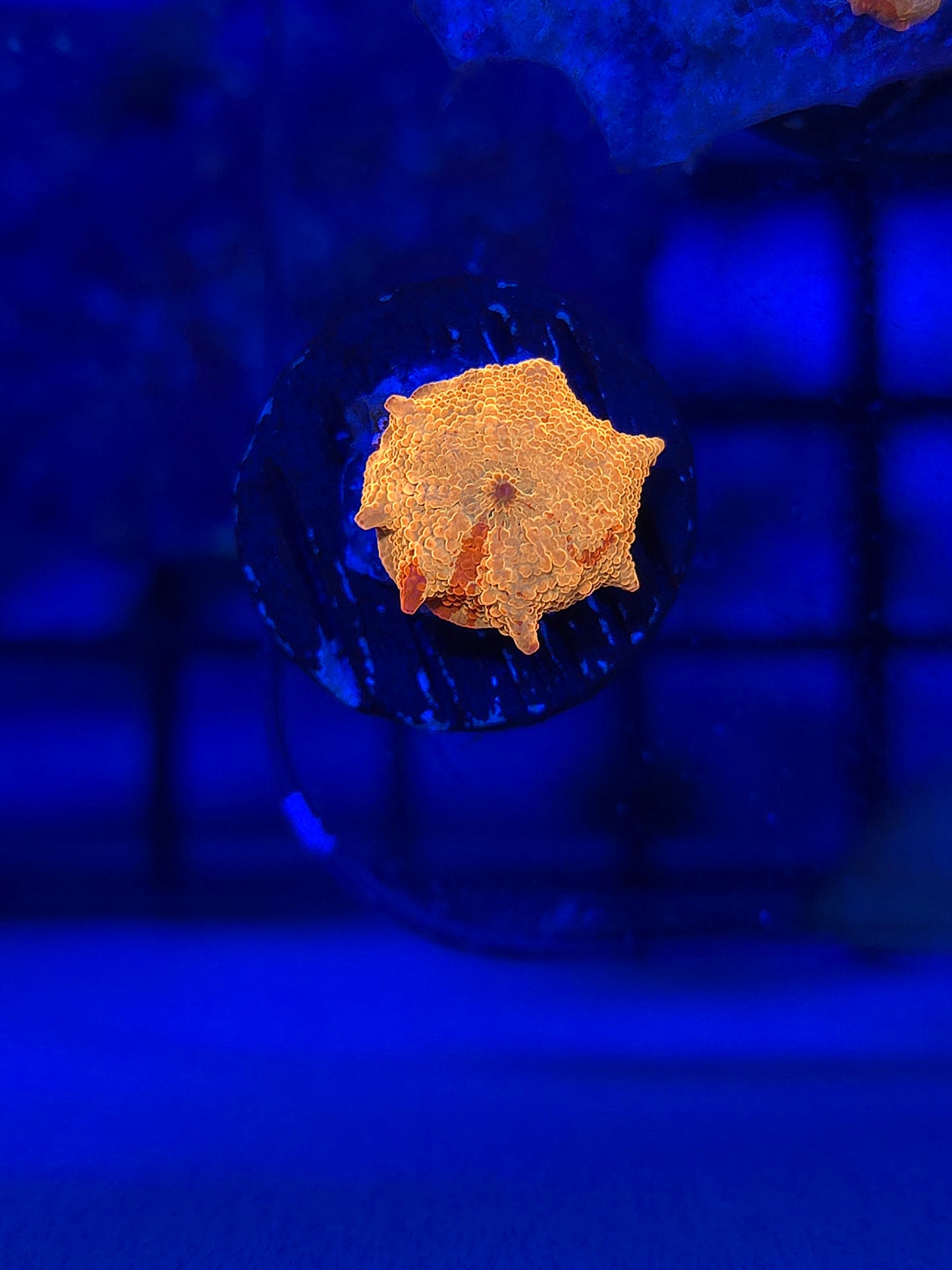 Jawbreaker Mushroom