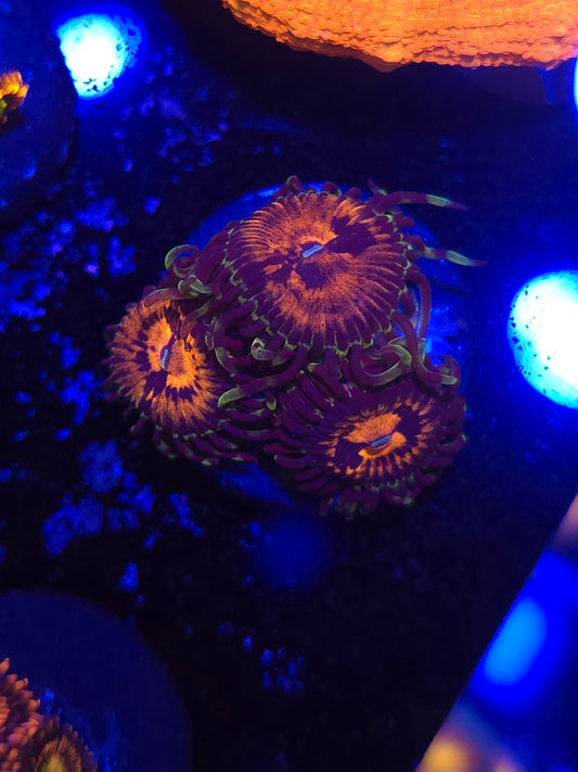 Bowtie Blaster Zoas