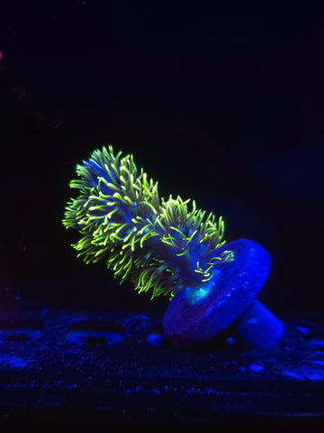 Branching Green Star Polyps (GSP)