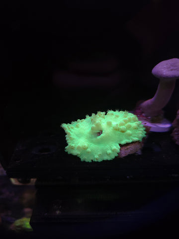 Neon Cabbage Leather