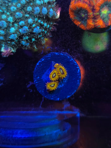Pikachu Zoanthids