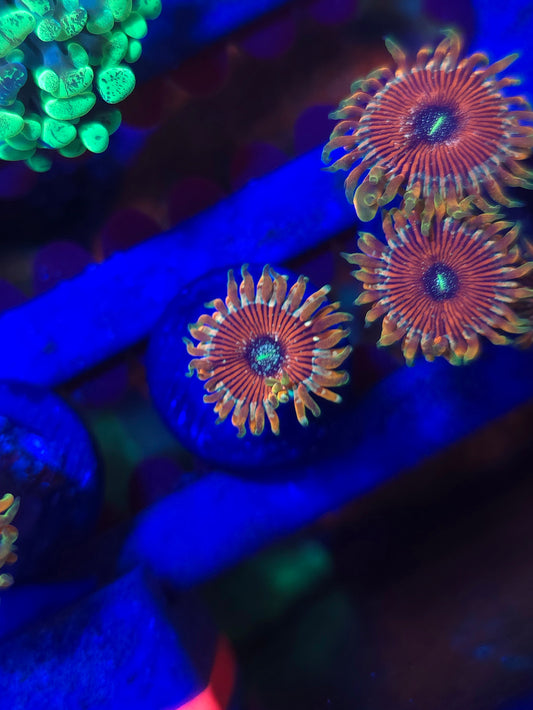 DDA Tropicali Zoa