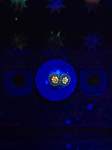 Jason Fox Daisy Cutter Zoas