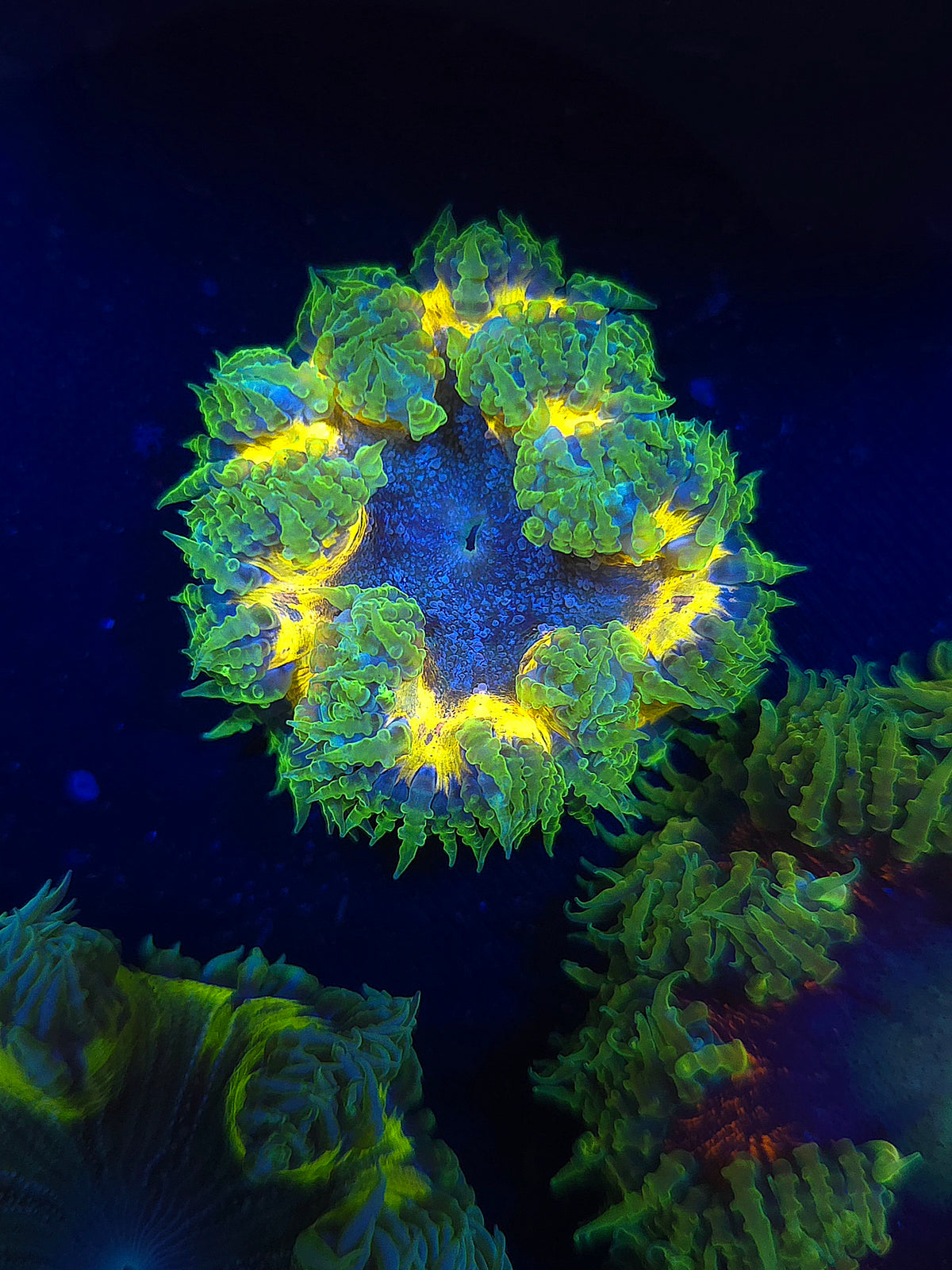 Ultra Rock Flower Anemone RFA