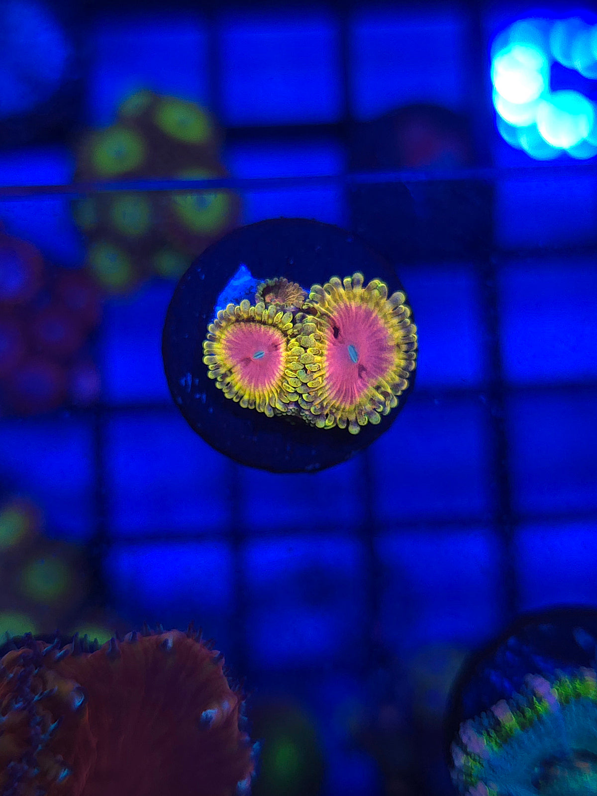 Pink Diamonds Zoas