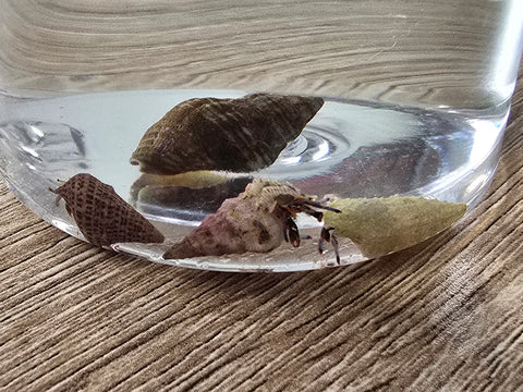 Blue Leg Hermit Crabs