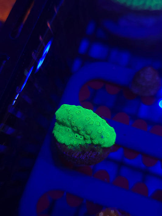 Neon Green Cyphastrea