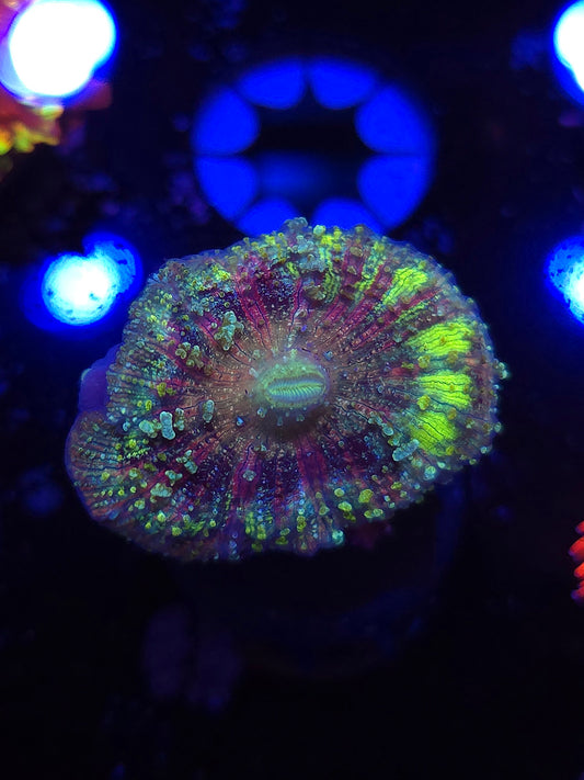 DDA Space Dust Neglectus Mushroom