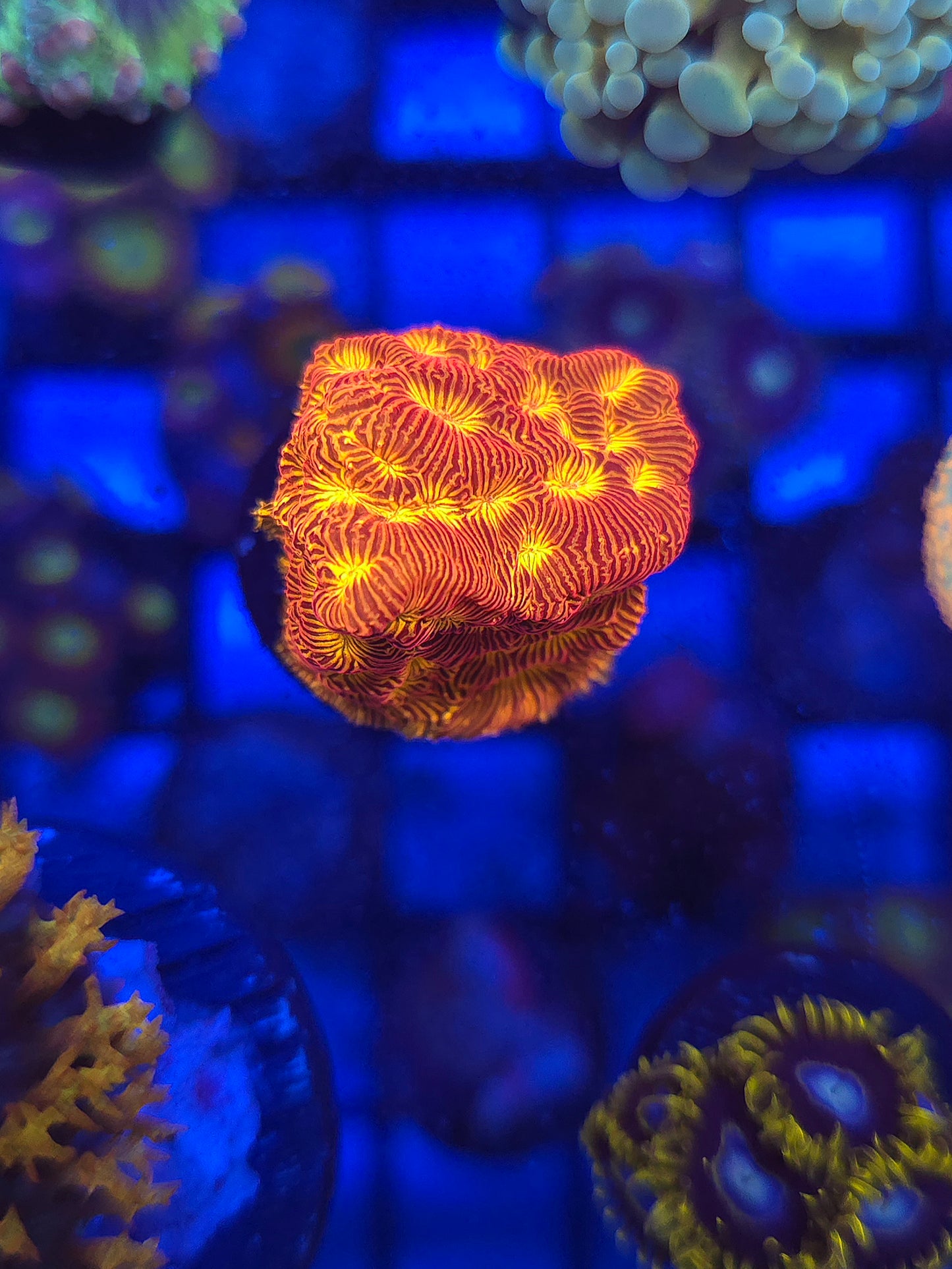 Blood Orange Leptoseris