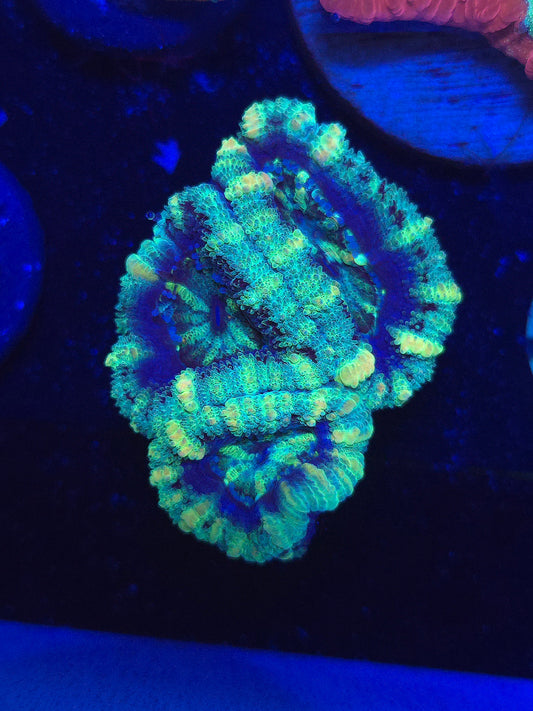 Buzz Lightyear Acans