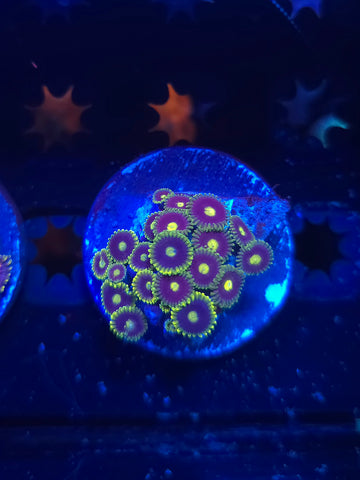 Green Rim Zoas