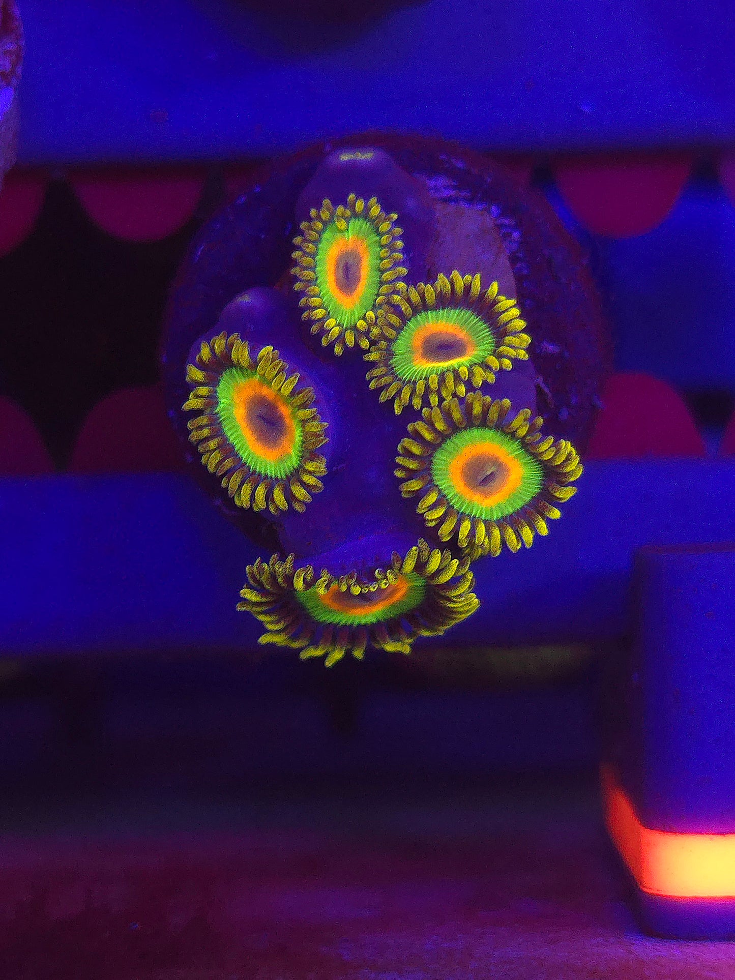 Rasta Zoas