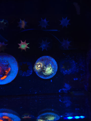 Hawaiian Ding Dang Palys